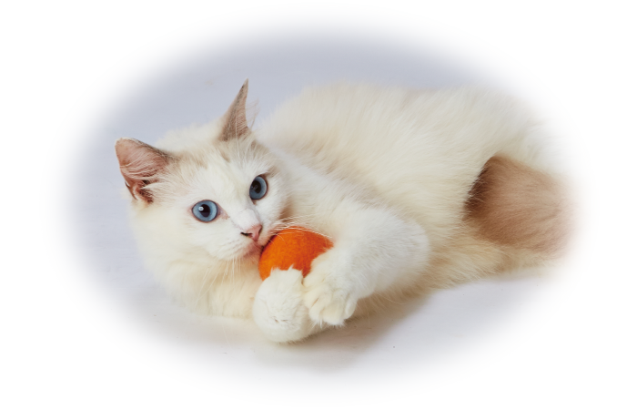 Happiness Cat ウールボールシリーズ