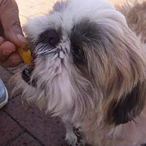 犬とおやつの関係