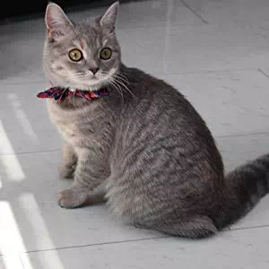 猫におもちゃを与える意味
