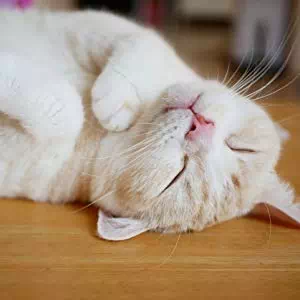 猫のおもちゃの選び方