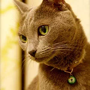 首輪で飼い猫の安全を守りましょう