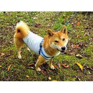 ポケットモンスター Pokemon ポケモン 変身ほっかむり イーブイ Petio ペティオオンラインショップ