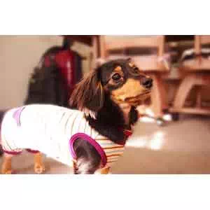 ポケットモンスター Pokemon ポケモン 変身ほっかむり イーブイ Petio ペティオオンラインショップ