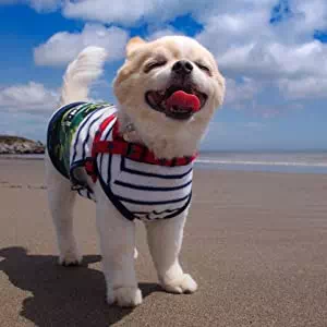 犬に服を着せる利点