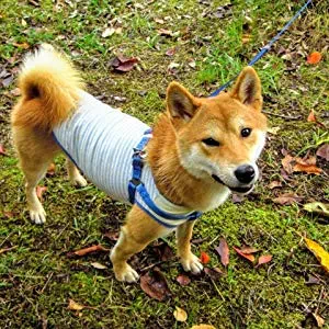 犬の服の選び方