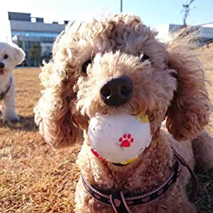 犬がおもちゃで遊ぶ理由