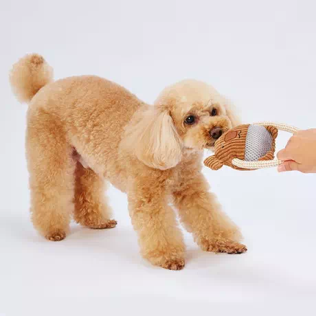 Petio Admate Dog Chewing Toy Toothpaste Fluffy Dental Rope Plush Koala Koala smells of leather