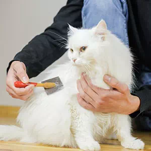 犬や猫などペット用お手入れブラシの選び方