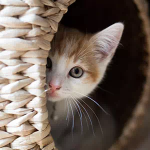 猫用おもちゃの種類