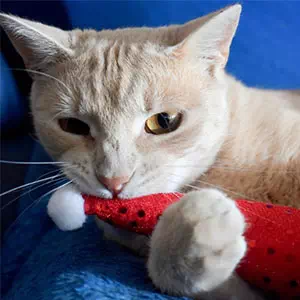 猫用おもちゃの種類