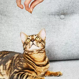 猫用おやつにはどんな種類があるのか