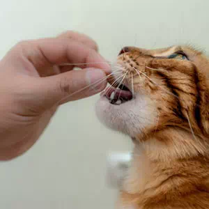 いつから猫におやつをあげていいのか