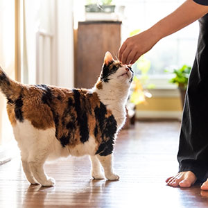 猫用おやつの与え方のコツ