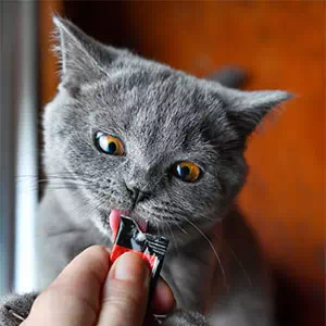 猫におやつを与える頻度とタイミング