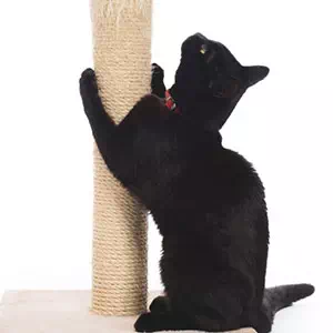 どうして猫は爪磨きをする必要があるの