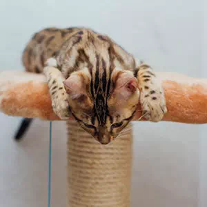 The need for cat towers and poles