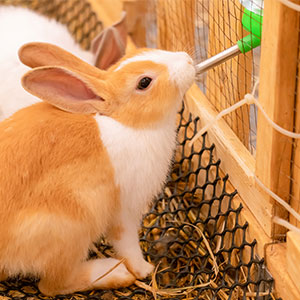 ■うさぎが水を飲まない時