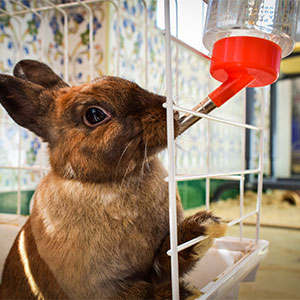 うさぎの給水器