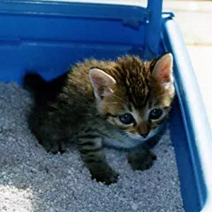 ペティオガッチリ固まる木の猫砂7L