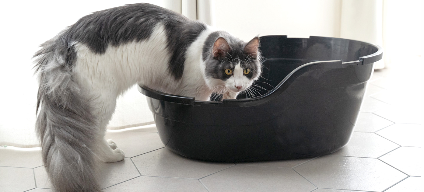 おすすめの猫砂、置き場所、しつけやニオイ対策… 猫のトイレのお悩み解決