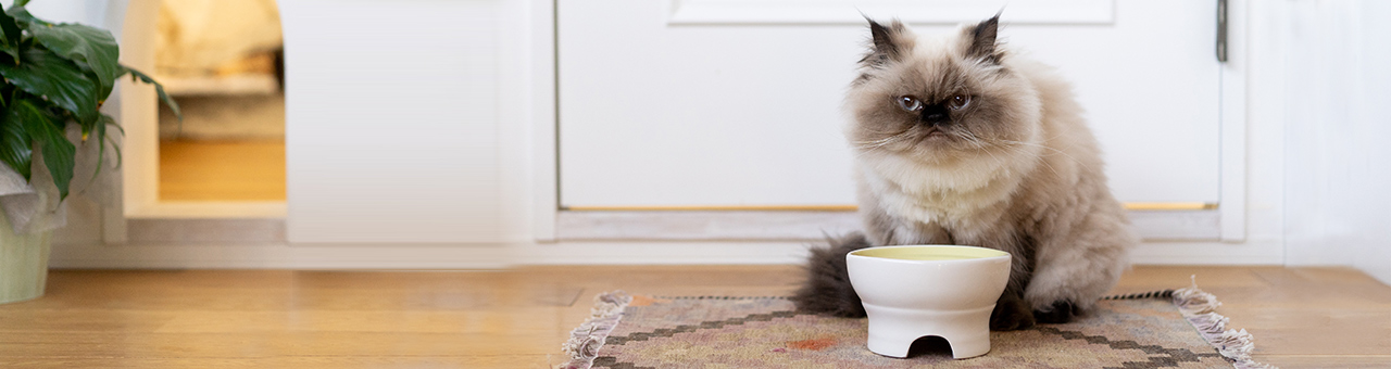 猫の食事特集 ご存知でしたか？ 食べやすさが格段に変わる、食器の高さ・形状。
