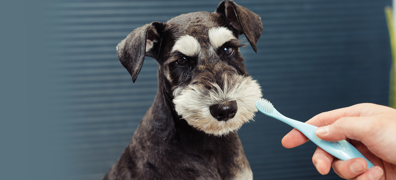 おうちでできる！　愛犬の歯磨きケア方法