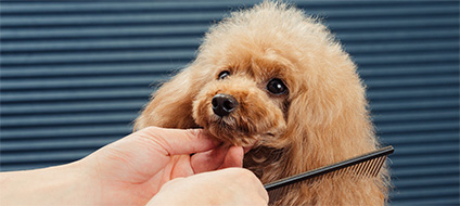 犬を飼い始めたら 犬の飼い方 しつけ方 Petio ペティオ