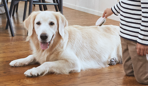 犬のマダニの見つけ方 取り方 ノミダニフィラリア Com