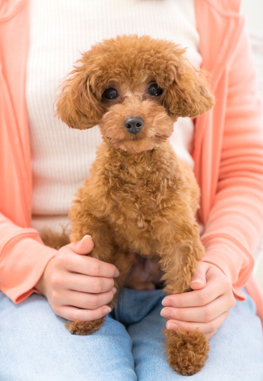 犬を飼い始めたら 犬の飼い方 しつけ方 Petio ペティオ