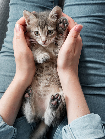 猫を飼うまでに 猫の飼い方 しつけ方 Petio ペティオ