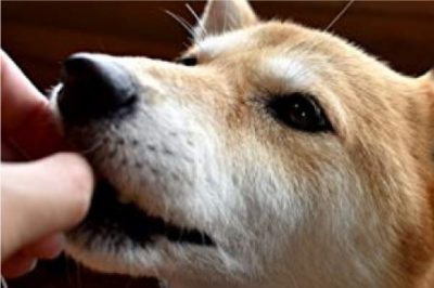 sozaisonomama_1