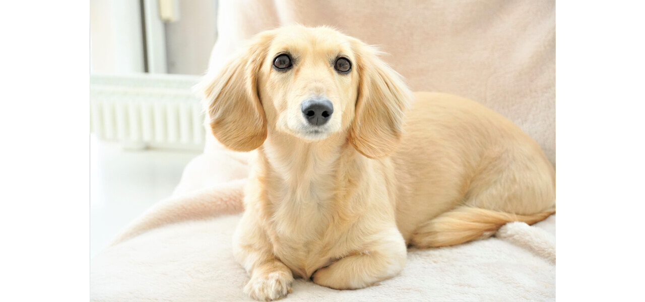 犬の病気・体調不良のサインとは?元気がない時のチェックポイント
