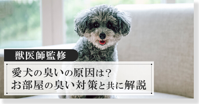 愛犬の臭い対策