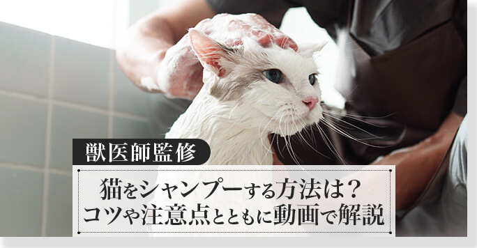 ネコちゃんシャンプーの方法