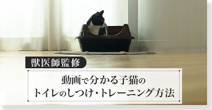ネコちゃんのトイレのしつけ方