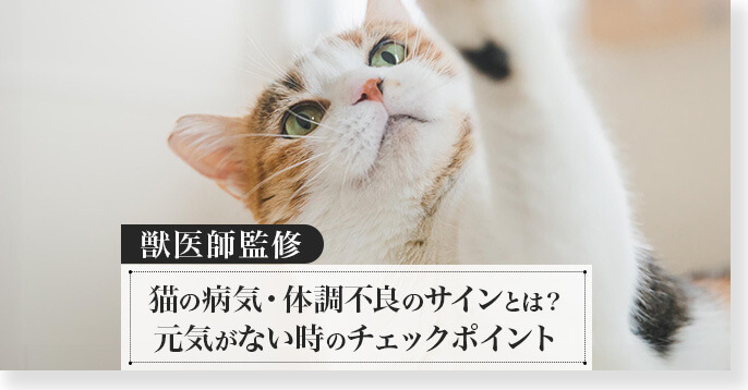 ネコちゃんの体調不良のサイン