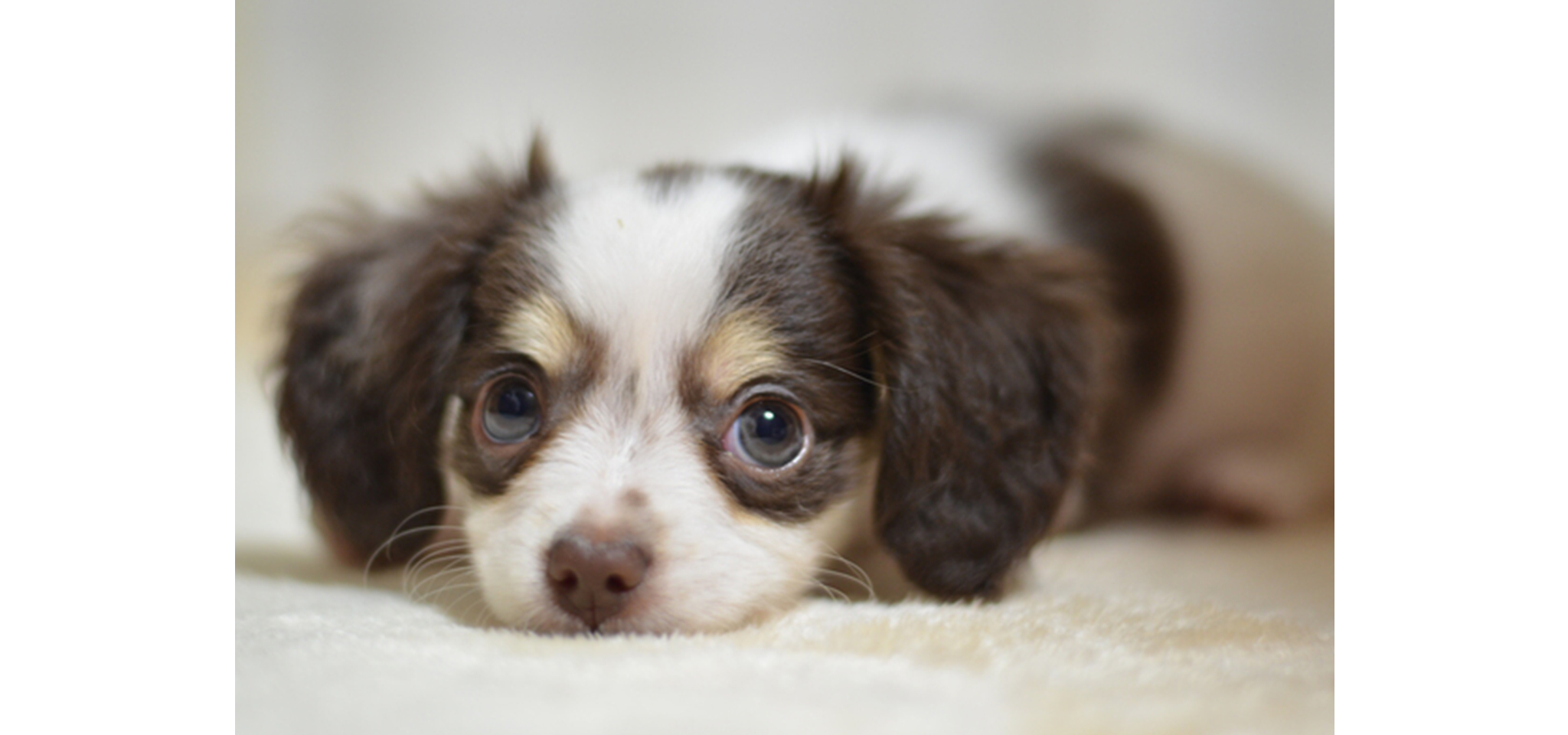 犬がアレルギーを発症した際の対処法