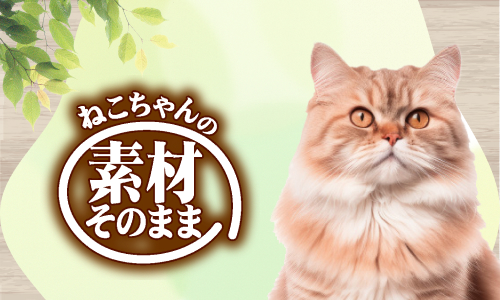 sozaisonomama-category_cat