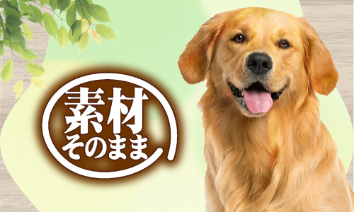 sozaisonomama-category_dog